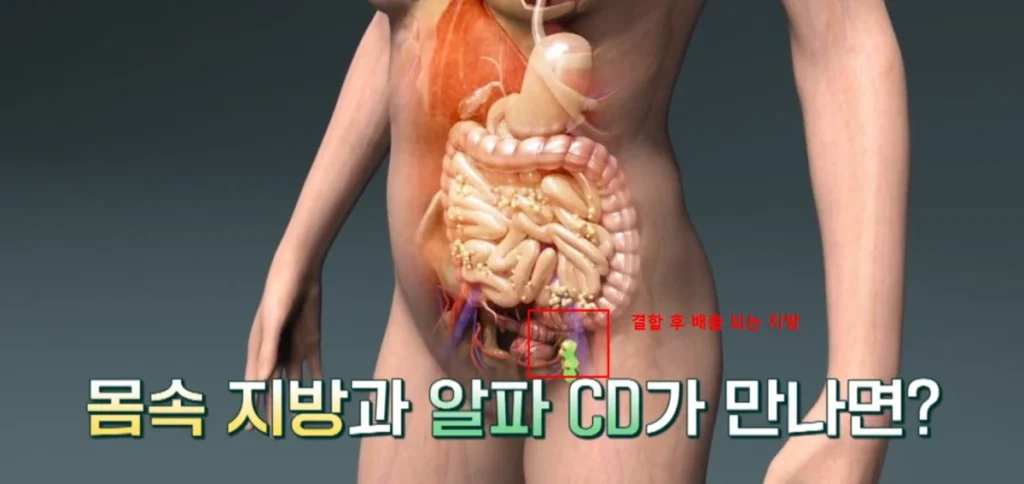 몸속-지방-알파CD