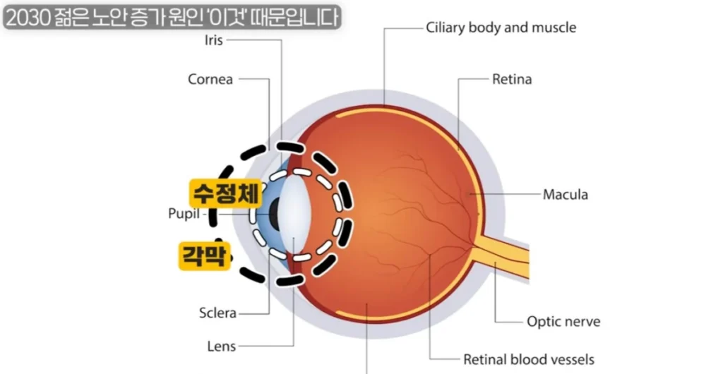 각막과수정체