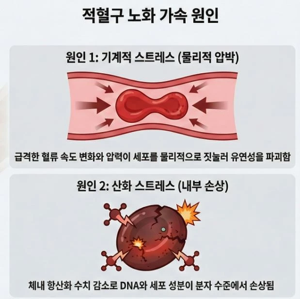 세포-노화-가속화