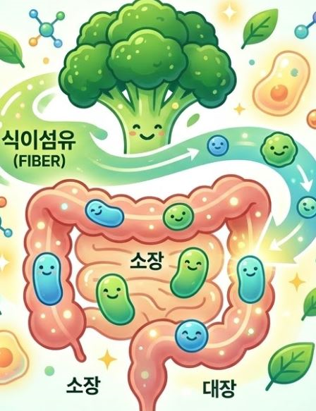 브코롤리-샷-장건강