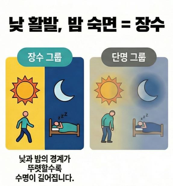 수면-활동-장수-비결